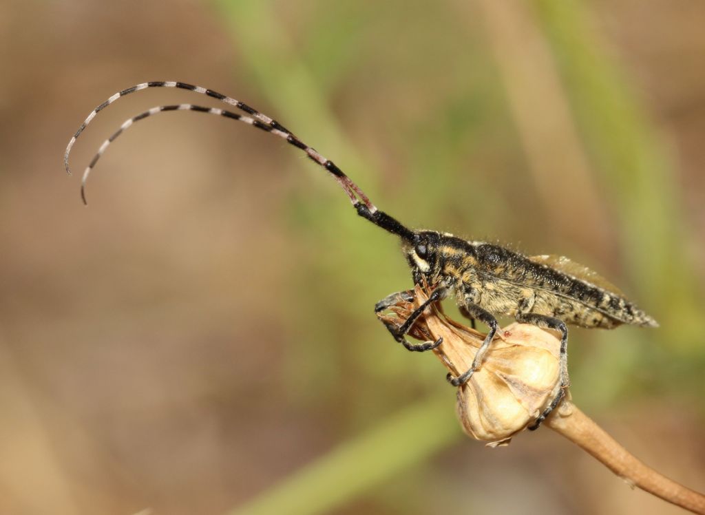Agapanthia sicula malmerendii
